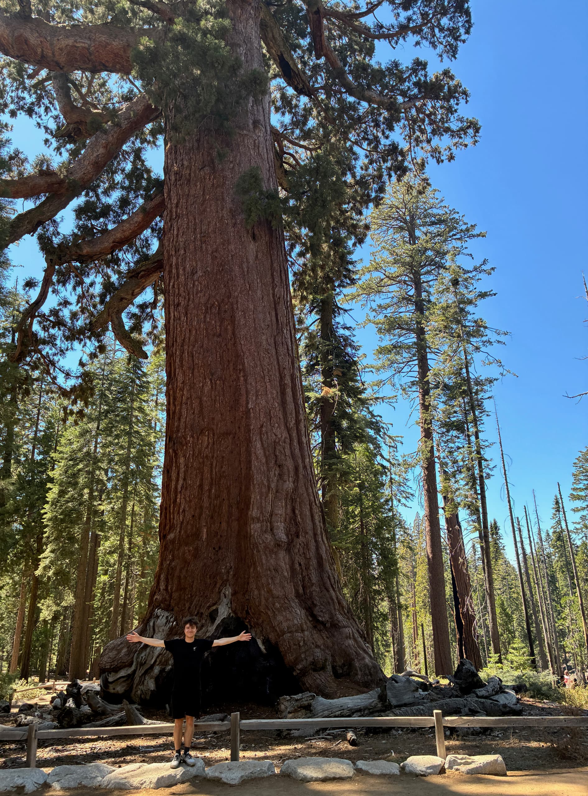 Giant sequoia